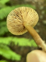 Lactarius occidentalis