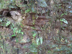 Asplenium cimmeriorum