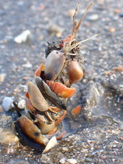 Diopatra cuprea
