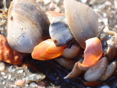 Diopatra cuprea