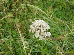 Daucus carota gummifer