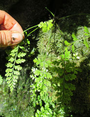 Asplenium cimmeriorum