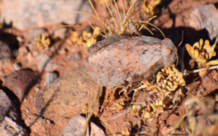 Trachypetrella anderssonii