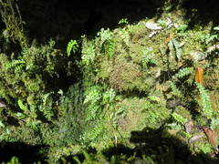 Asplenium cimmeriorum