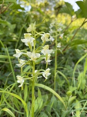 Platanthera chlorantha