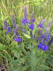 Veronica teucrium