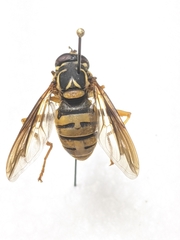 Spilomyia texana