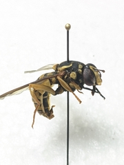 Spilomyia texana