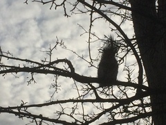 Sciurus carolinensis