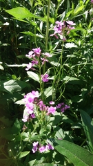 Hesperis matronalis