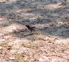 Acridotheres tristis