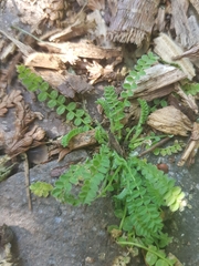 Ornithopus perpusillus