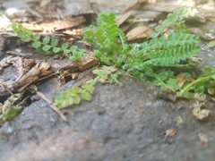 Ornithopus perpusillus