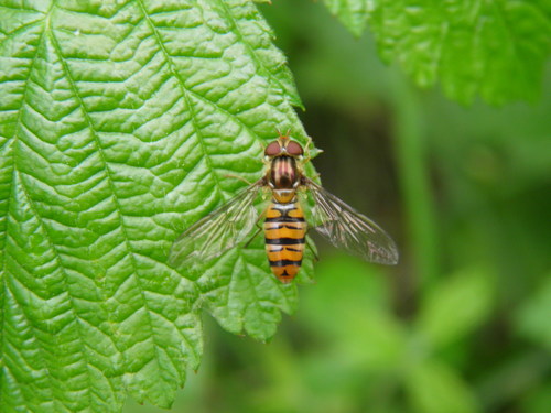 Episyrphus balteatus