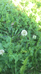Trifolium repens