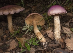 Cortinarius lebre