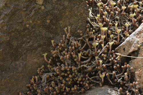 Sedum multiceps Coss. & Durieu 3