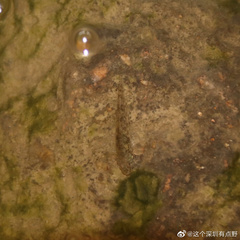 Pseudogobius poicilosoma