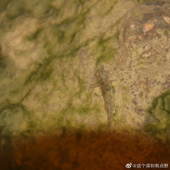 Pseudogobius poicilosoma