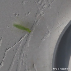 Tropidomantis gressitti