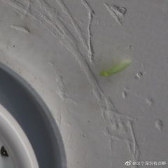 Tropidomantis gressitti