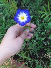 Convolvulus tricolor