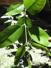 Syzygium grande