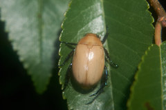 Callistethus plagiicollis
