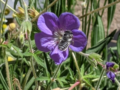 Megachile