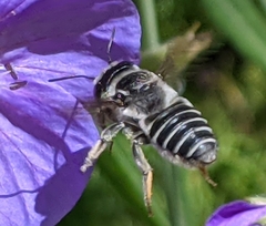 Megachile