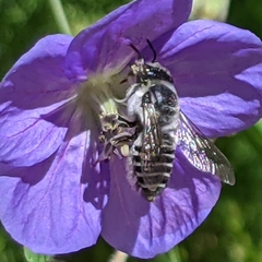 Megachile
