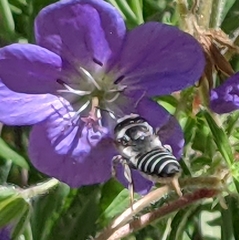 Megachile