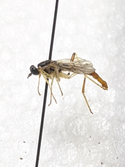 Xylomya simillima