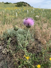 Cirsium undulatum undulatum