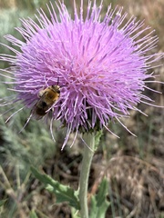 Cirsium undulatum undulatum
