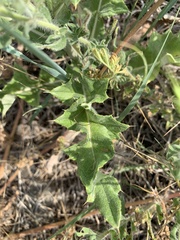 Cirsium undulatum undulatum