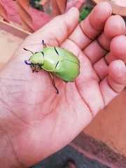 Chrysina macropus