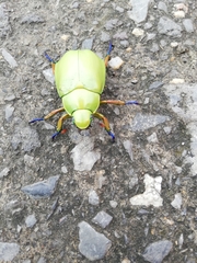 Chrysina macropus