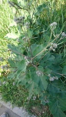 Arctium tomentosum
