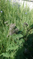 Arctium tomentosum