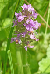 Dactylorhiza incarnata