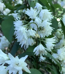 Deutzia scabra