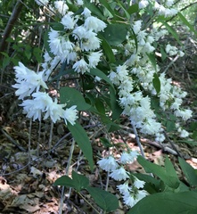 Deutzia scabra