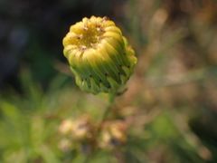 Senecio chrysocoma
