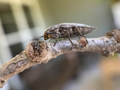 Buprestis maculipennis