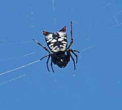 Micrathena saccata