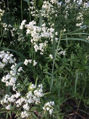 Galium boreale