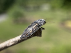 Buprestis maculipennis