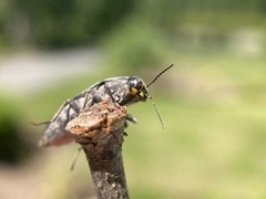 Buprestis maculipennis