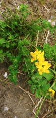 Lotus pedunculatus